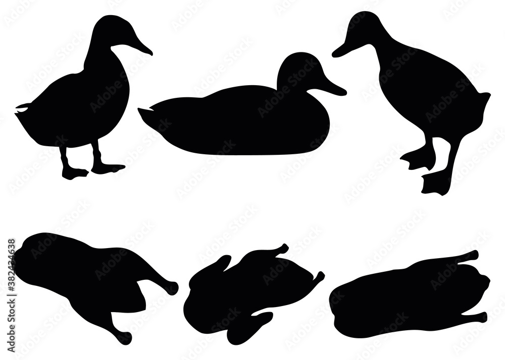 Ducks and duck carcasses in the set. Vector image. Ducks and duck carcasses in the set. Vector image.