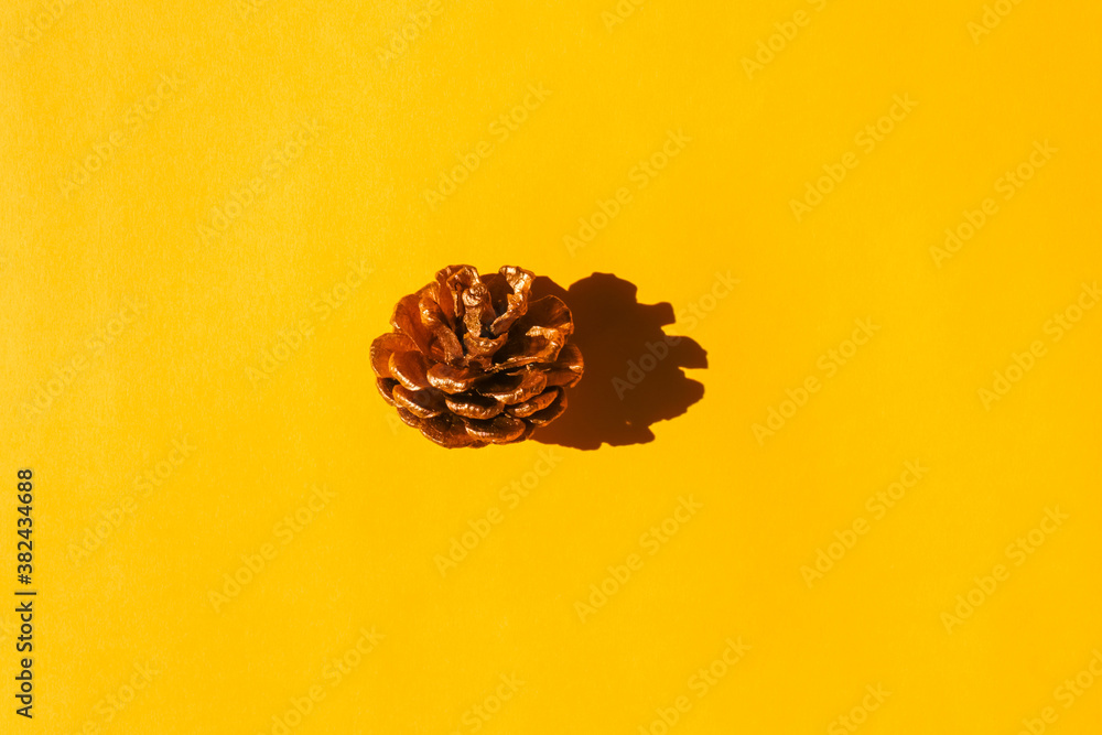 a fir cone with a hard shadow on a plain background. the view from the top. blank for the pattern a fir cone with a hard shadow on a plain background. the view from the top. blank for the pattern