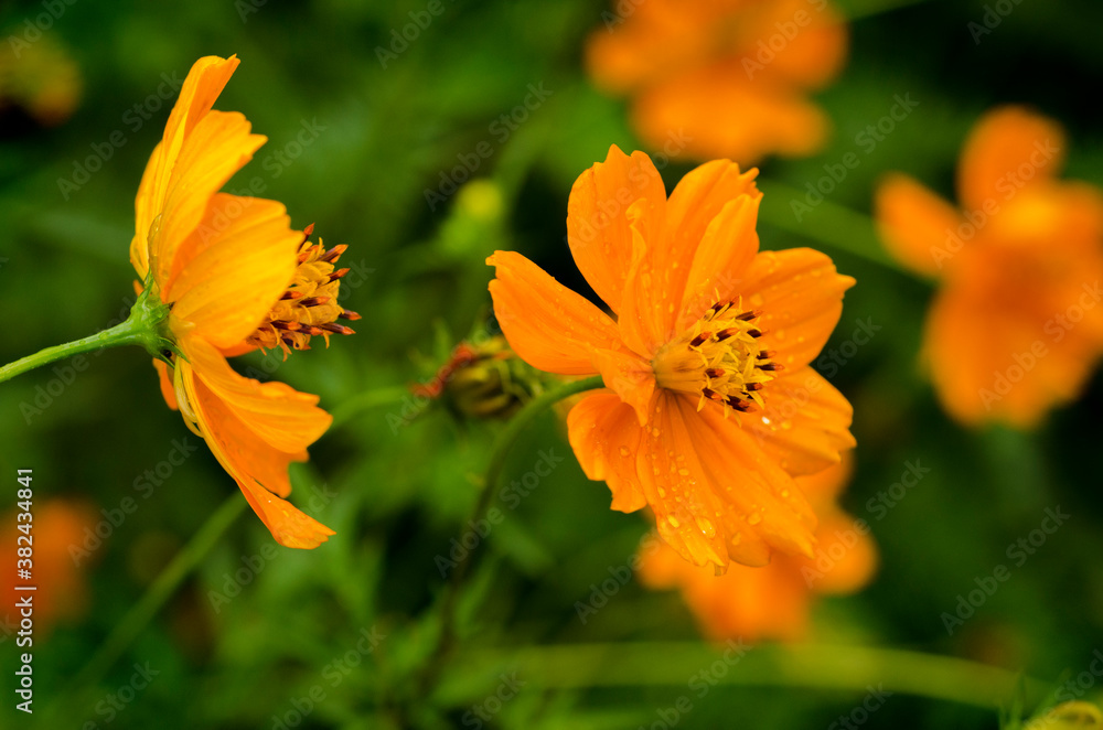 delicate orange flower on a green background delicate orange flower on a green background