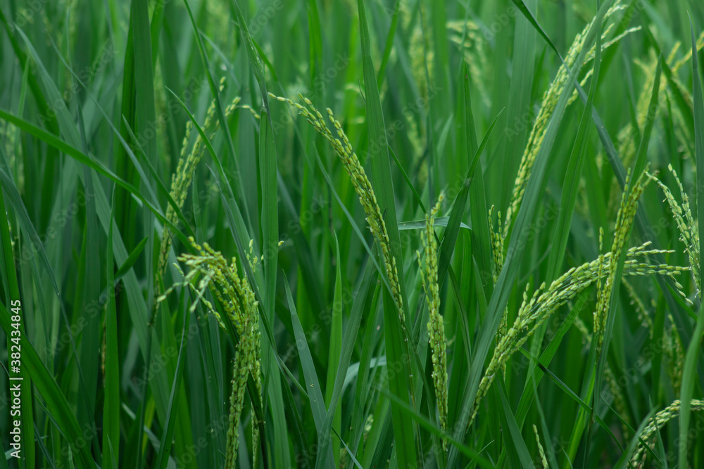 Obraz premium Close Up Baby Rice Pure Green Paddy Plant