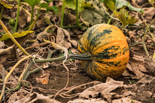 Ein Kürbisfeld mit reifen steirischen Kürbissen wartet auf die Ernte und Verwendung zu Halloween oder Thanksgiving photo