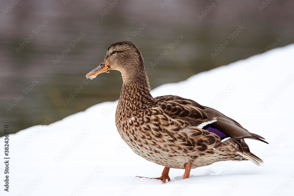Ente im Schnee Ente im Schnee