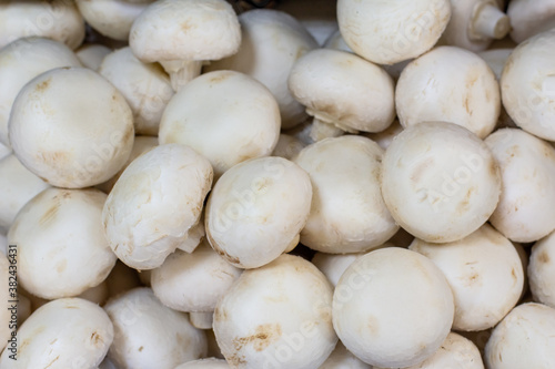 Mushrooms closeup background. Image with selective focus