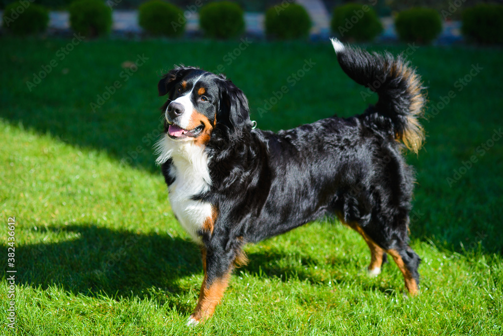 well-groomed purebred dog Berner Sennenhund, standing in profile, against background of green grass