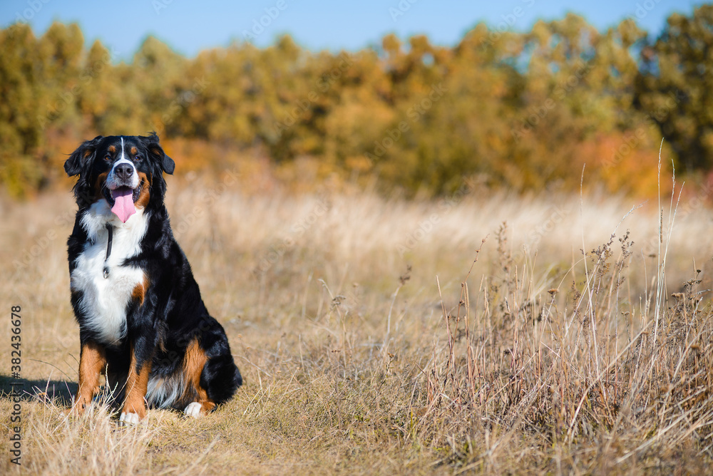 groomed dog of breed Berner Sennenhund sits on the background of an autumn yellowing forest
