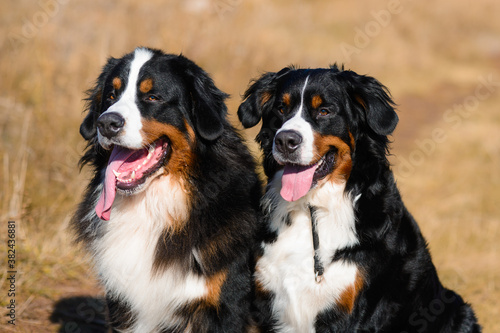 portrait of well-groomed dogs, Berner Sennenhund breed, against the background of an autumn yellowing forest