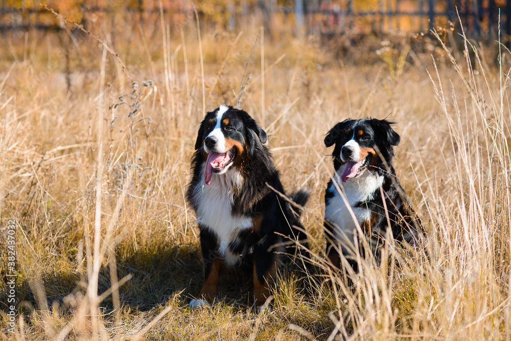 dogs of Berner Sennenhund breed, couple of themselves and a female, sit in dry grass against the background of an autumn yellowing forest