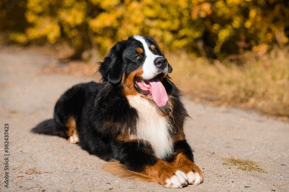large beautiful well-groomed dog sitting on the road, breed Berner Sennenhund, against the background of an autumn forest large beautiful well-groomed dog sitting on the road, breed Berner Sennenhund, against the background of an autumn forest