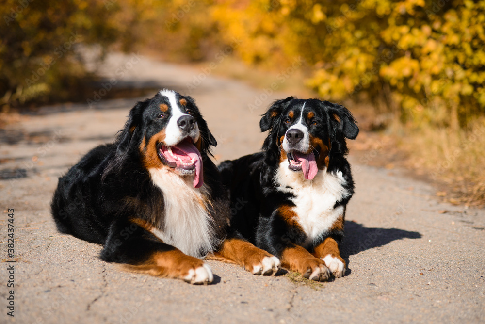 two large beautiful well-groomed dogs sit on the road, breed Berner Sennenhund, against background of an autumn forest two large beautiful well-groomed dogs sit on the road, breed Berner Sennenhund, against background of an autumn forest