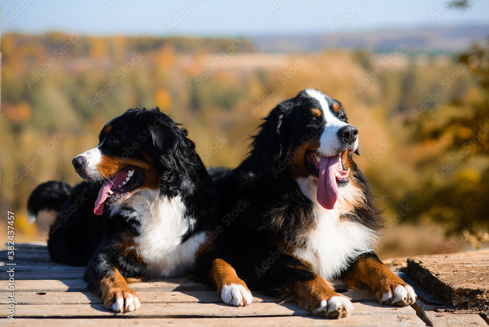 beautiful purebred dogs Berner Sennenhund, which lie on the wooden floor, against the background of  hills of yellow autumn landscape