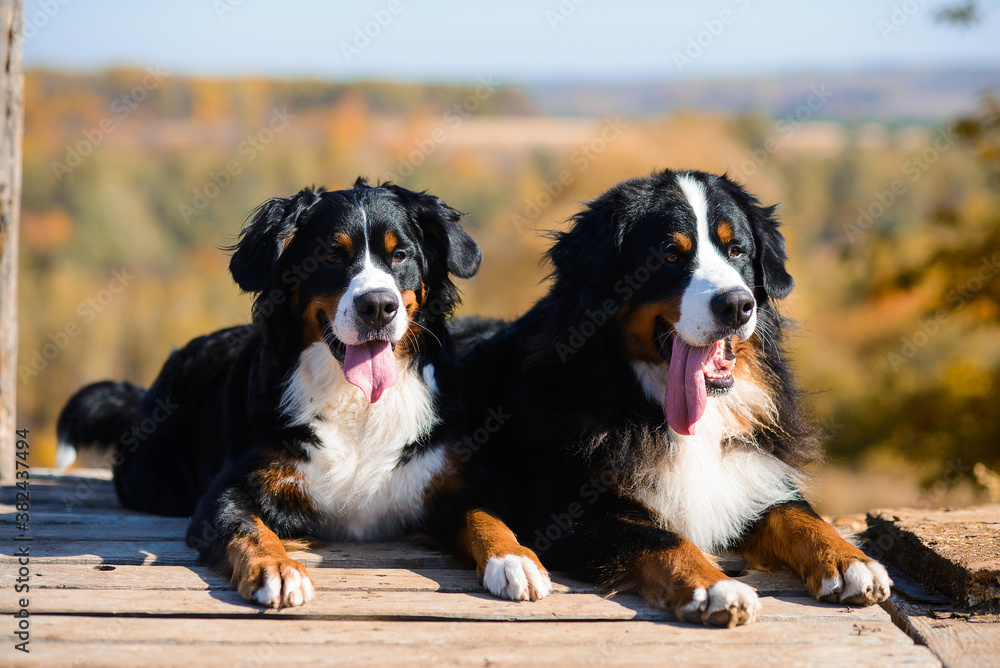 beautiful purebred dogs Berner Sennenhund, which lie on the wooden floor, against the background of hills of yellow autumn landscape beautiful purebred dogs Berner Sennenhund, which lie on the wooden floor, against the background of hills of yellow autumn landscape