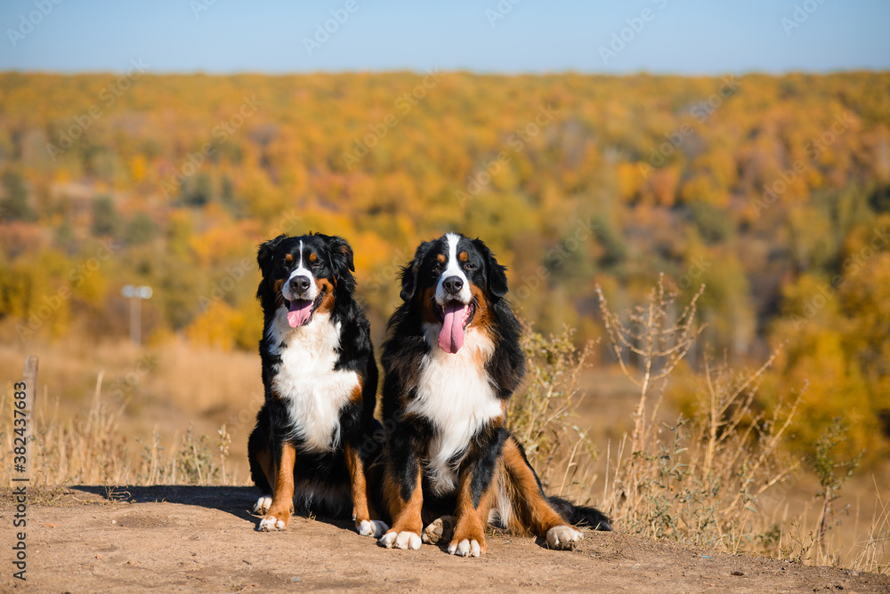 pair of beautiful purebred dogs Berner Sennenhund on hills of yellow autumn landscape pair of beautiful purebred dogs Berner Sennenhund on hills of yellow autumn landscape