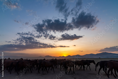 Wild horses run in foggy at sunset. Wild horses are running in dust. Near Hormetci Village  between Cappadocia and Kayseri  Turkey