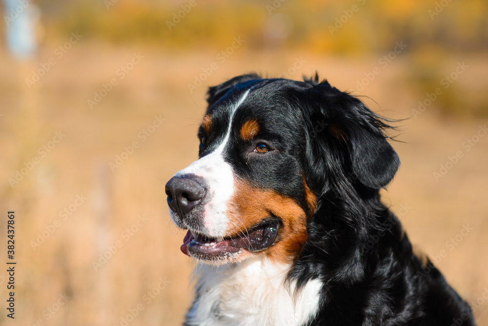 portrait of  beautiful purebred dog Berner Sennenhund close-up