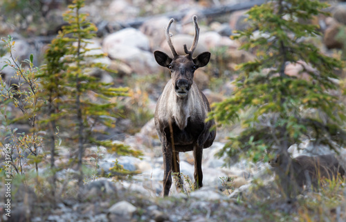 Caribou in the wild