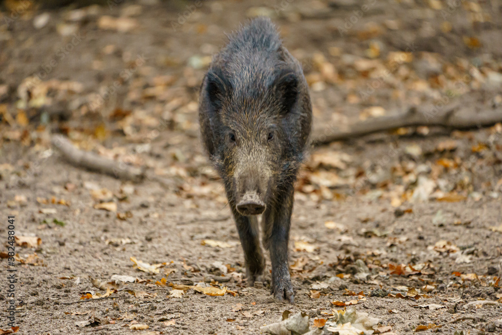 Wildschweinferkel mit Blick in die Kamera Wildschweinferkel mit Blick in die Kamera