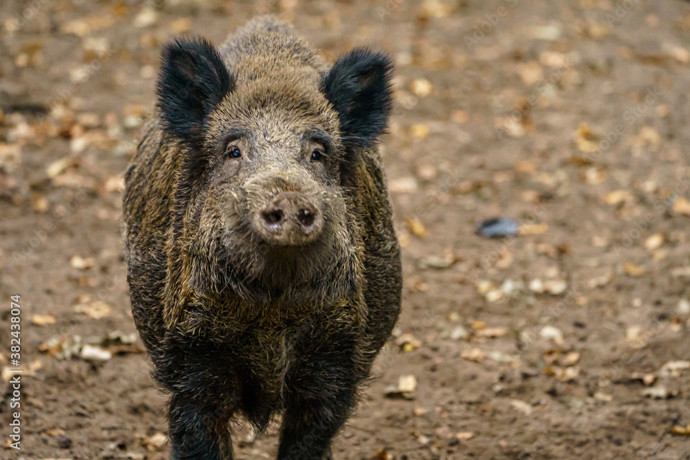 Wildschwein mit Rüssel zur Kamera Wildschwein mit Rüssel zur Kamera