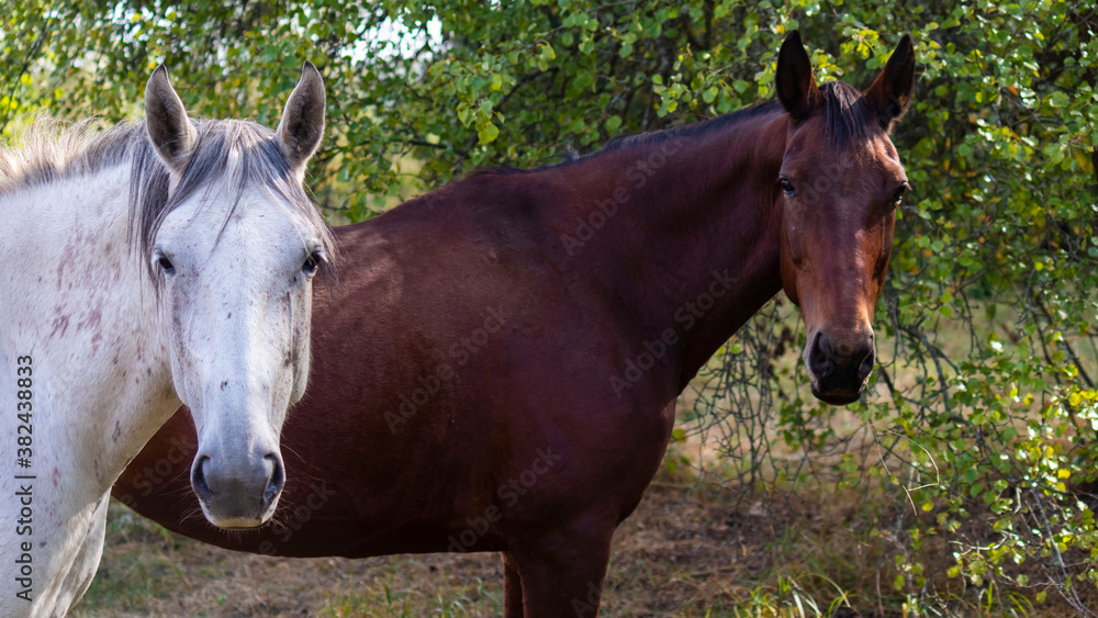 A group of white and brown horses grazing in the pasture against the background of autumn trees