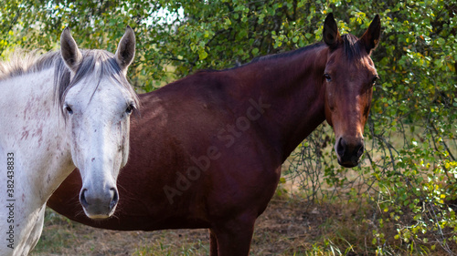 Fototapeta Naklejka Na Ścianę i Meble -  A group of white and brown horses grazing in the pasture against the background of autumn trees