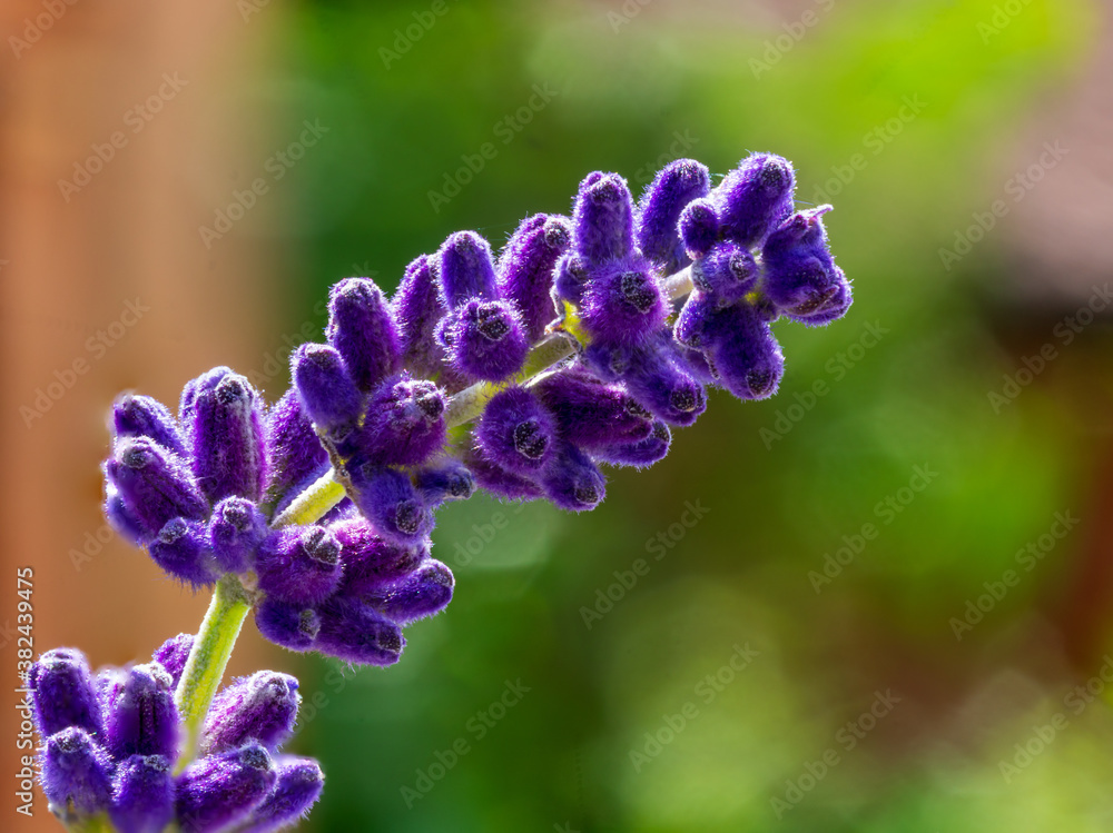 Lavender flower with purple color in bokeh style Lavender flower with purple color in bokeh style