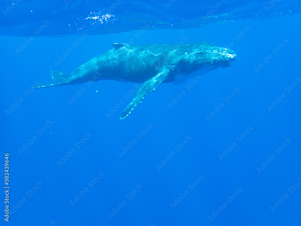 Humpback Whale Calf