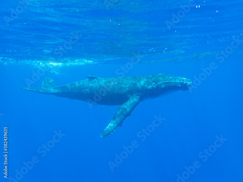 Humpback Whale Calf © Peter Clark