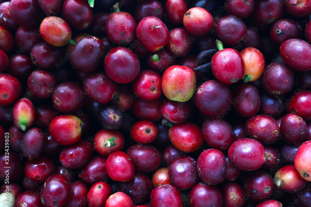 Closeup of fresh red Kona coffee beans