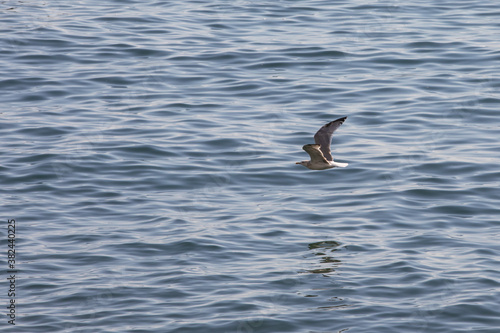 Seagull in flight