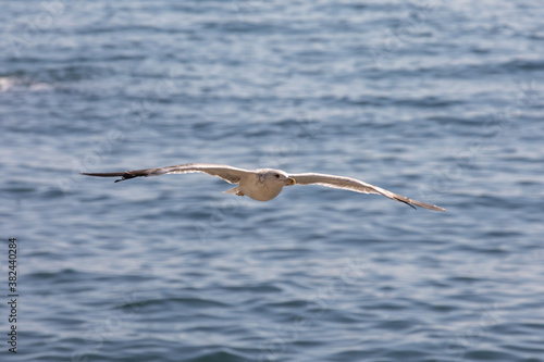 Seagull in flight © Konstantin Shatilov