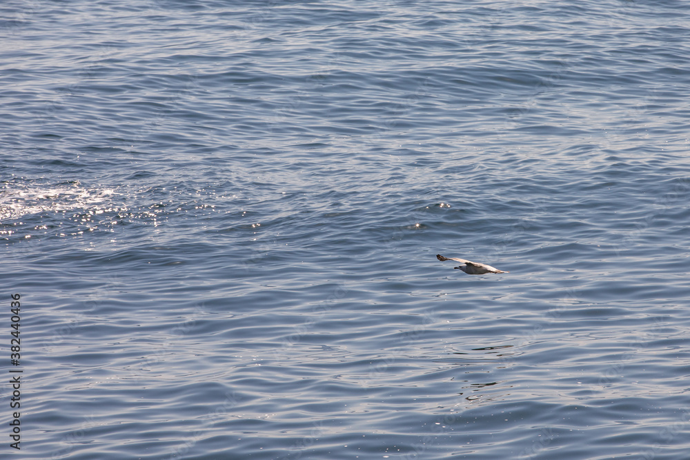 Naklejka premium Seagull in flight