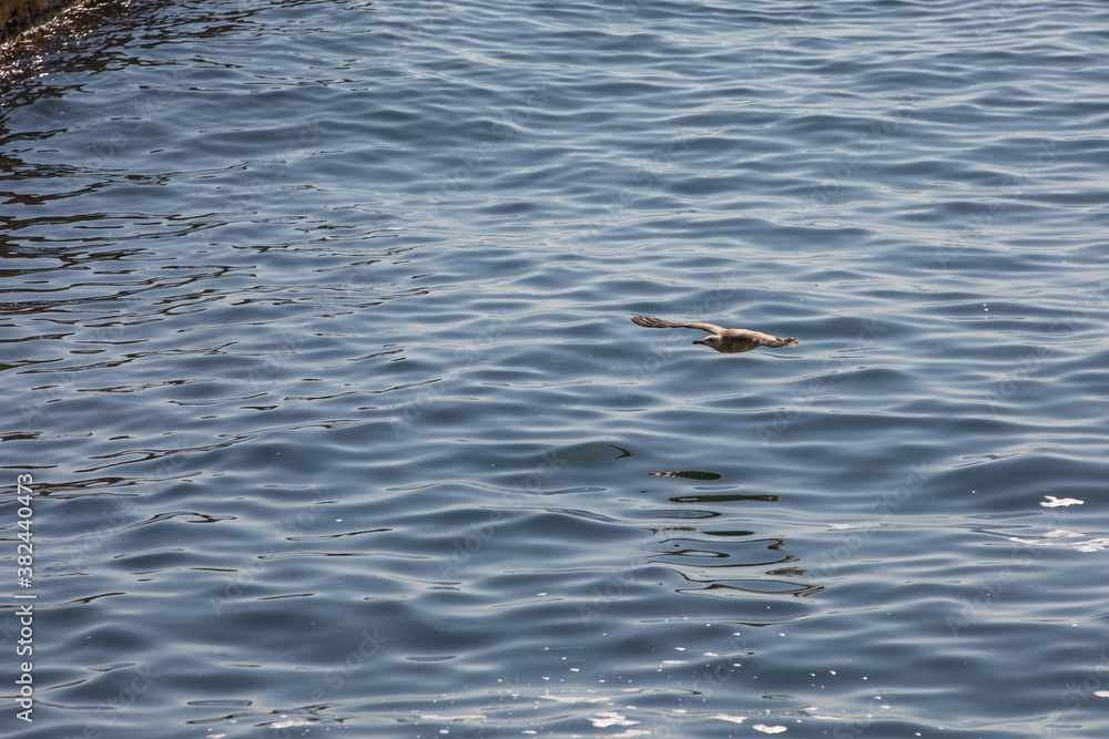 Fototapeta premium Seagull in flight