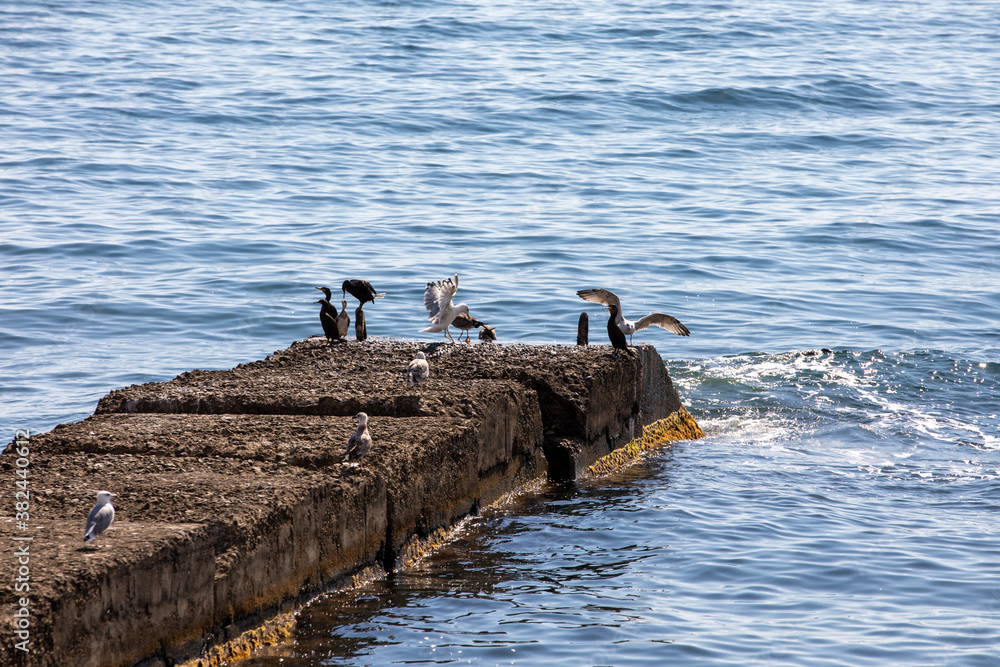 Fototapeta premium seagulls on the sea breakwater