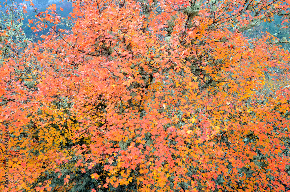 Montpellier maple with its autumnal leaves