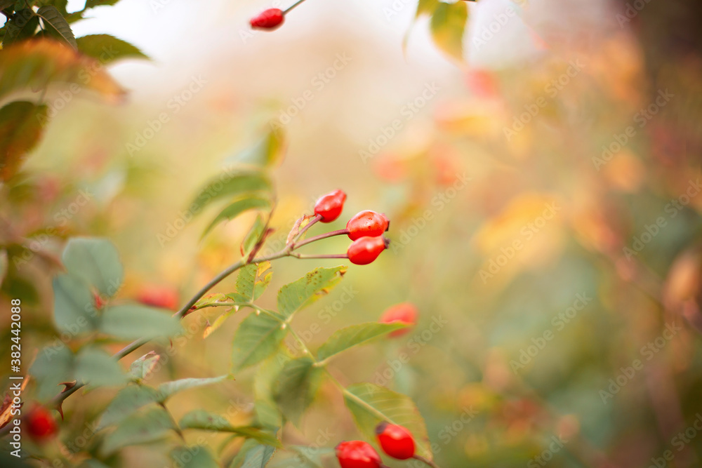 rose hips in the autumn forest