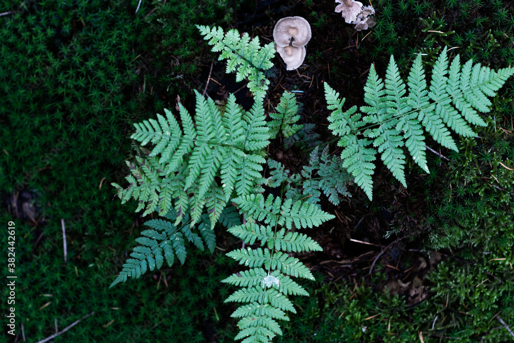 Desaturated fern plant leaves with a mushroom on dark green moss in the forest at night.