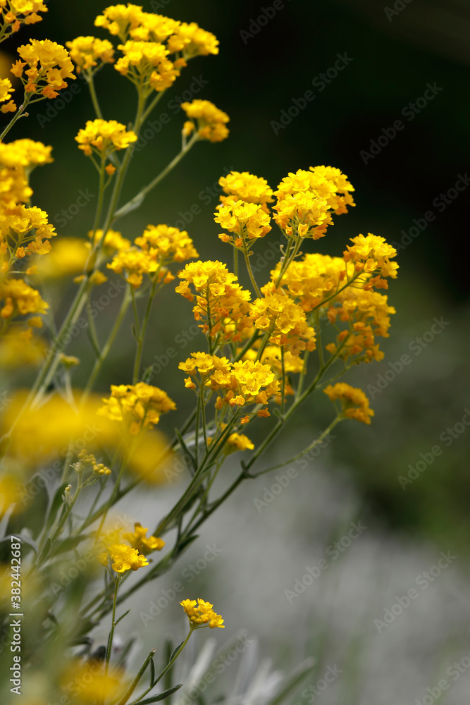 Beautiful flowers in garden, spring in may Beautiful flowers in garden, spring in may