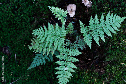 Desaturated fern plant leaves  with a mushroom on dark green moss in the forest at night. 