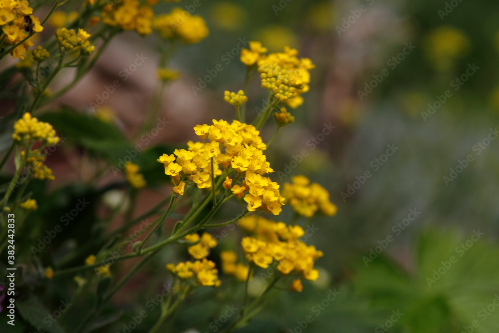 Beautiful flowers in garden, spring in may Beautiful flowers in garden, spring in may