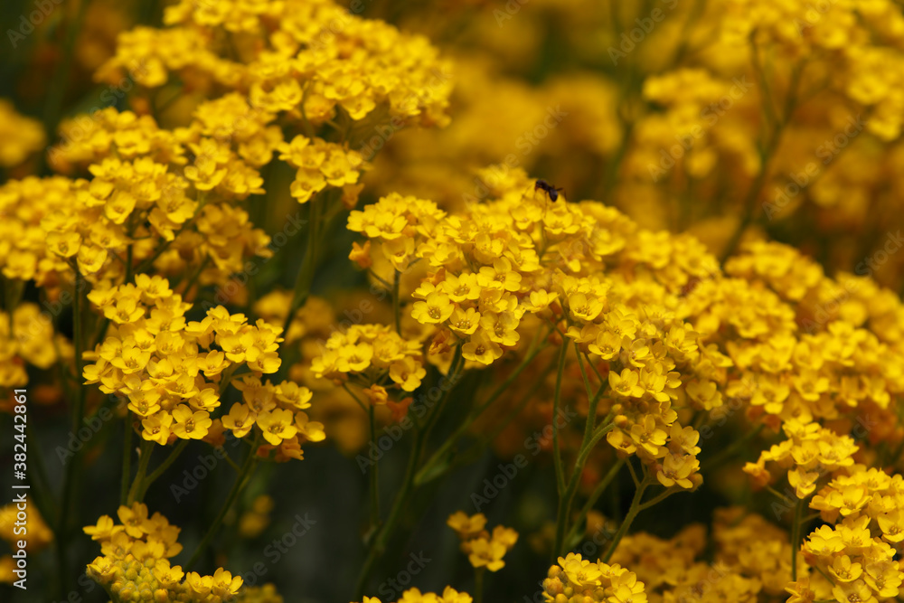 Beautiful flowers in garden, spring in may Beautiful flowers in garden, spring in may