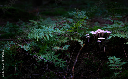 Obraz na płótnie Magic illuminating mushrooms in the woods among fern. Night scene of wilderness. w salonie