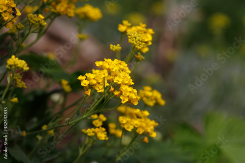 Beautiful flowers in garden, spring in may