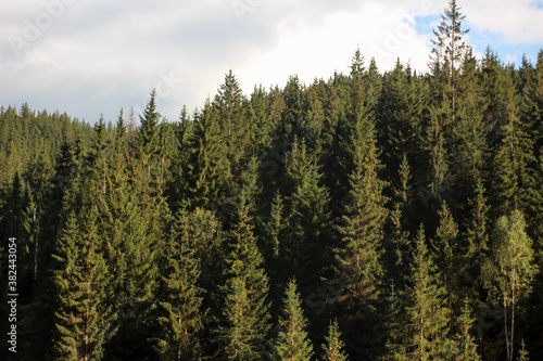 Forest of conifers in the mountains - trees in the mountains