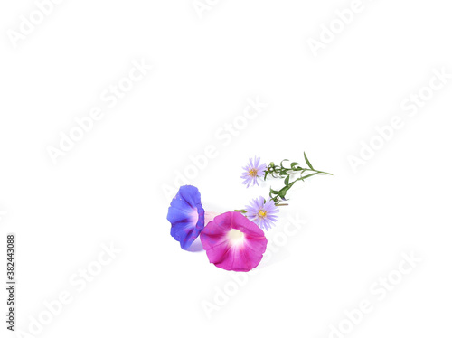 Petunia flowers isolated on...