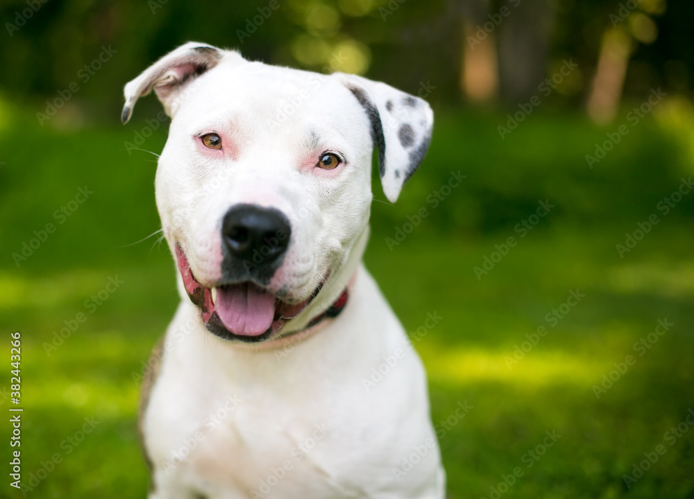 A friendly white Pit Bull Terrier mixed breed dog with spotted ears looking at the camera with a head tilt
