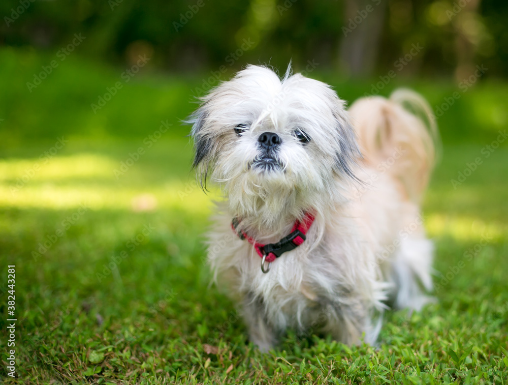 A scruffy Shih Tzu mixed breed dog with a red collar standing outdoors