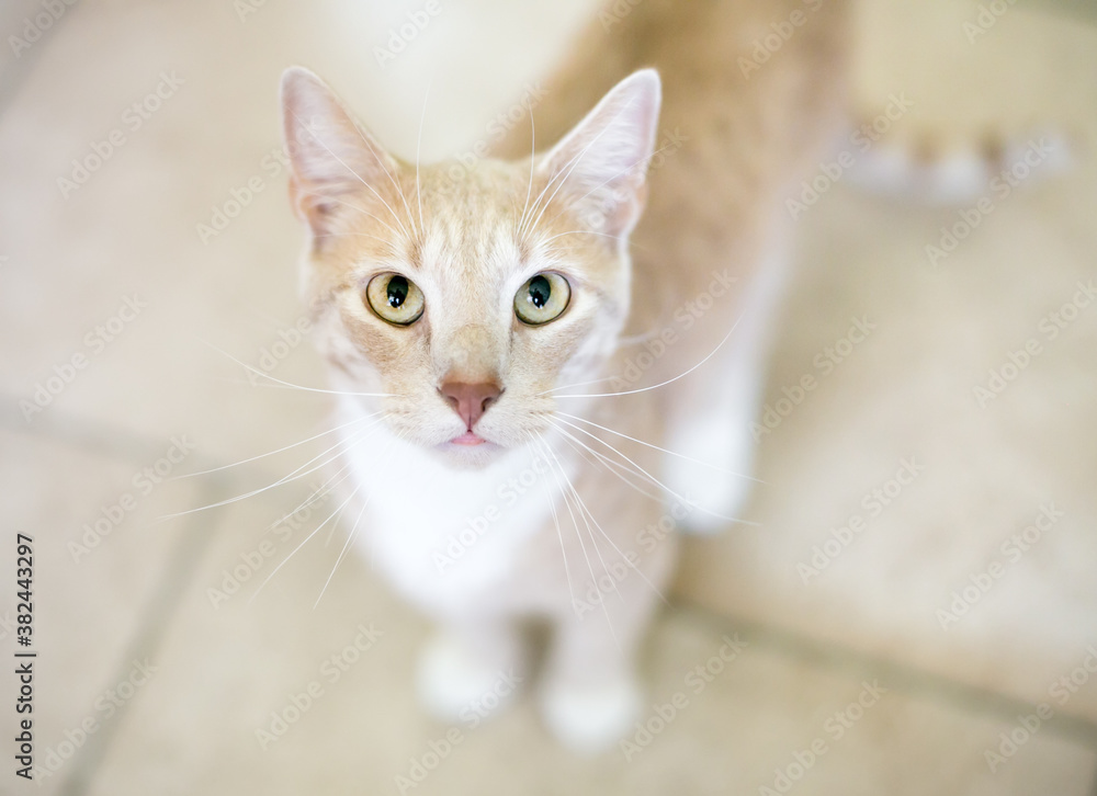 A tabby domestic shorthair cat with long whiskers looking up at the camera