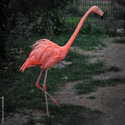 One adult pink flamingo in a profile in farm. Izhevsk  Russia. 