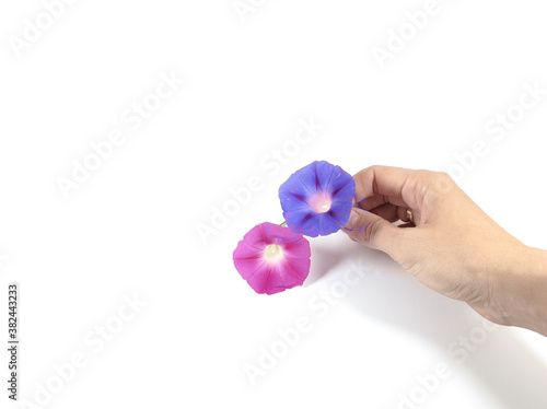 Human hand holding petunia ...