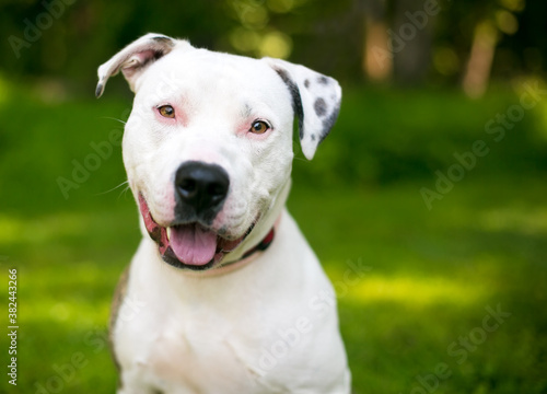 A friendly white Pit Bull Terrier mixed breed dog with spotted ears looking at the camera with a head tilt