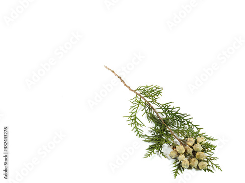 Green twig of thuja with cones isolated on white background. Christmas card concept